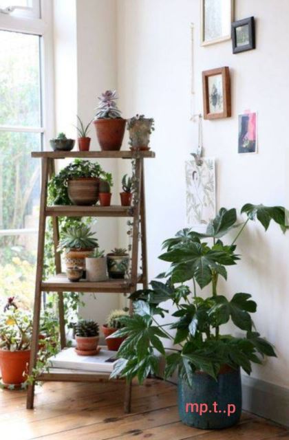 چیدمان خلاقانه گیاهان در دکوراسیون 