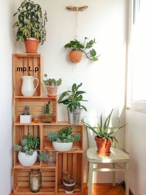 ایده های چیدمان گیاهان آپارتمانی در منزل 