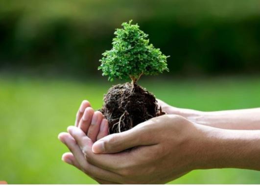 اطلاعات درختچه زیبای بن سای 