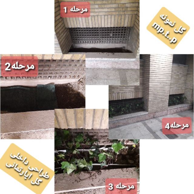 اجرای دیوار سبز در محوط حیاط 