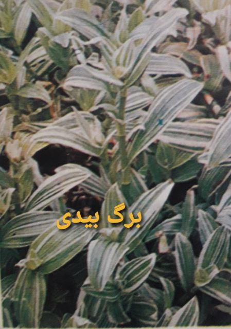 برگ بیدی 