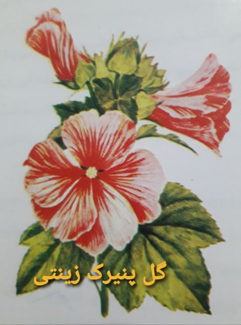 پنیرک زینتی 