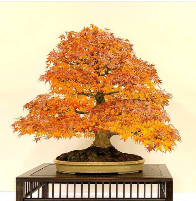 گل نمونه mp_t...p