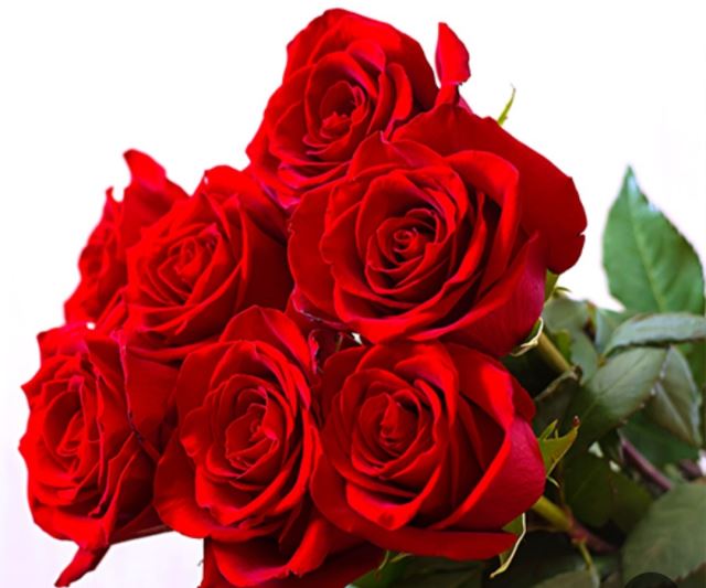 گلخانه احسان