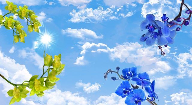 کناف در کرج